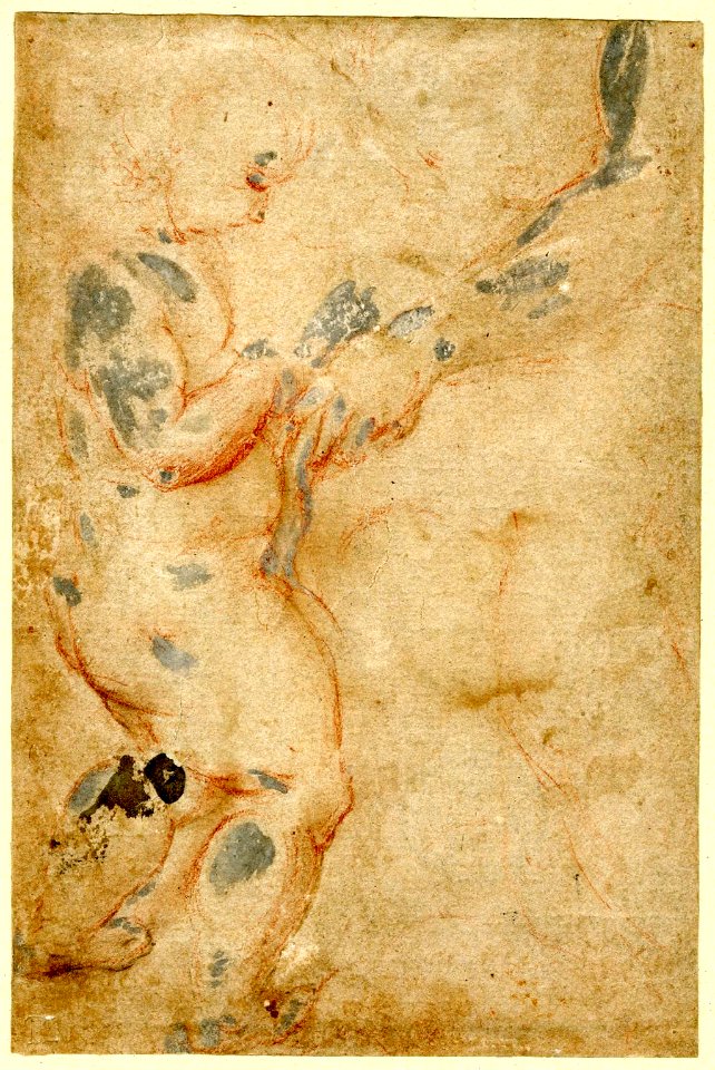 Correggio - After - Cupid in the 'Education of Cupid', after Correggio, 1900,0824.119