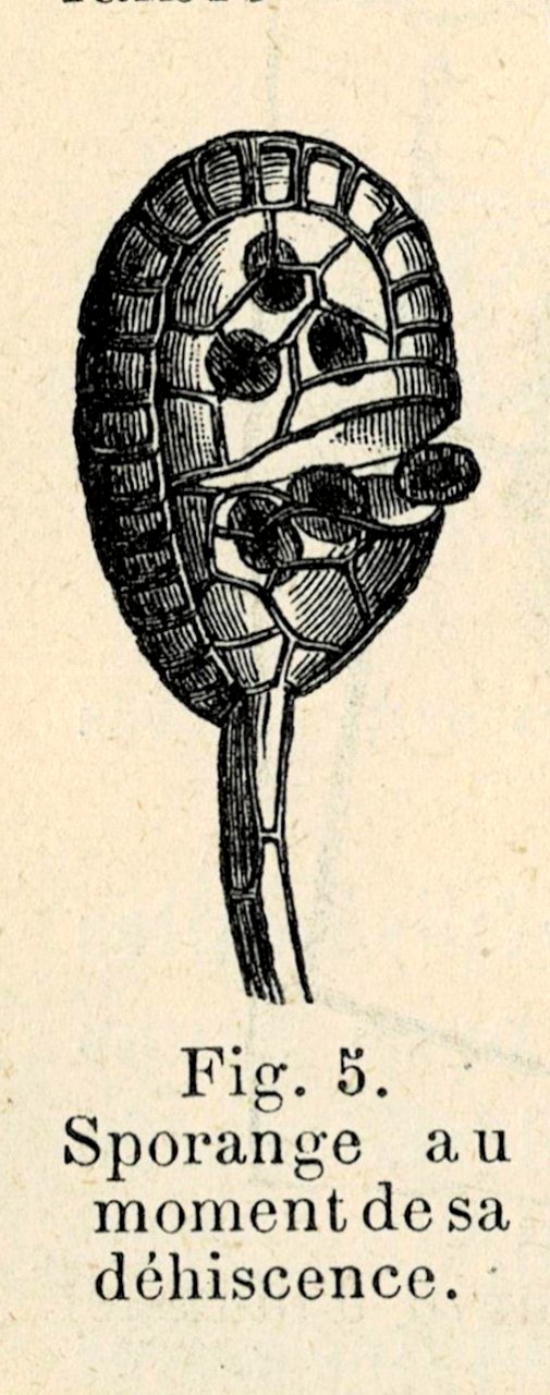Correvon-1896-Fougères de pleine terre-05