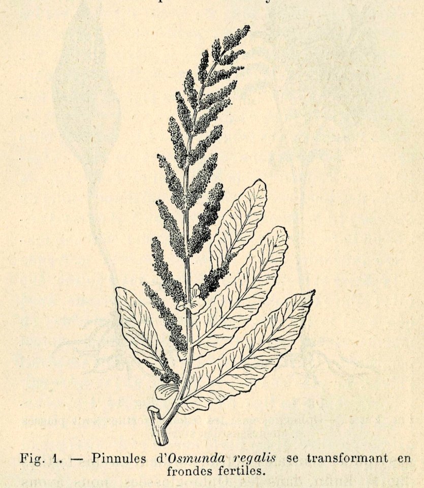 Correvon-1896-Fougères de pleine terre-01