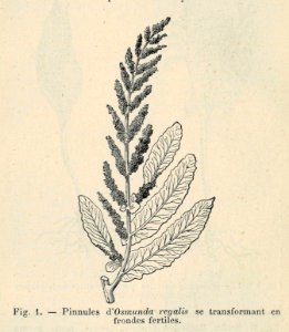 Correvon-1896-Fougères de pleine terre-01