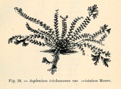 Correvon-1896-Fougères de pleine terre-30