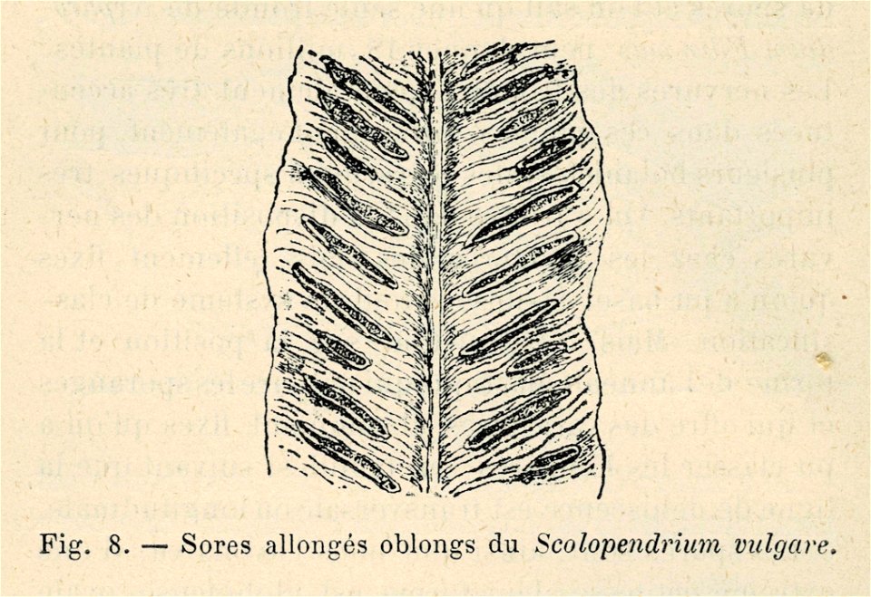 Correvon-1896-Fougères de pleine terre-08