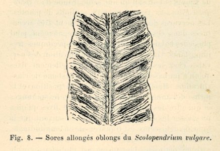 Correvon-1896-Fougères de pleine terre-08