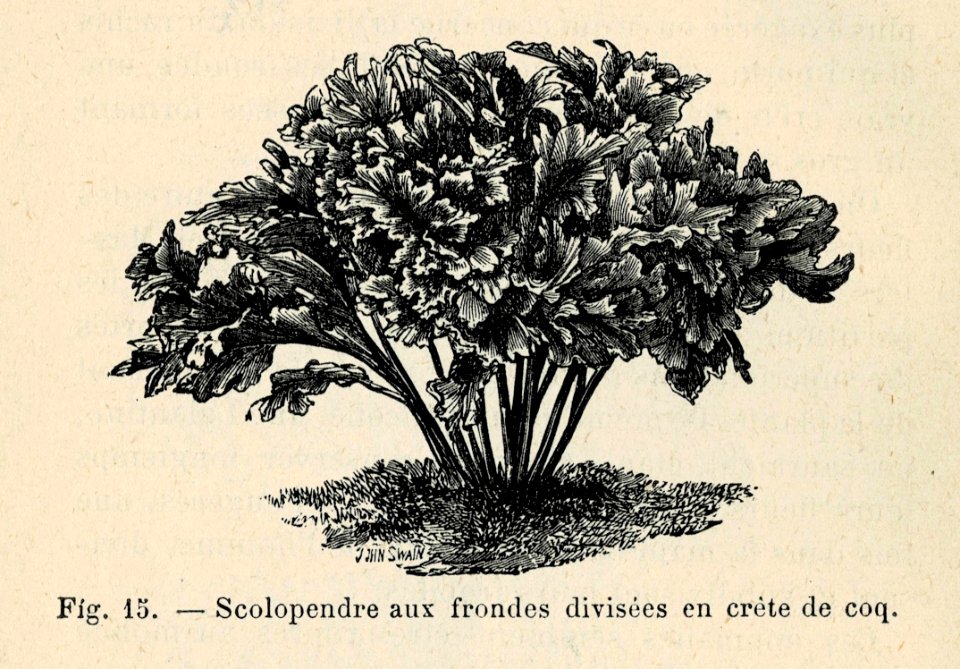 Correvon-1896-Fougères de pleine terre-15