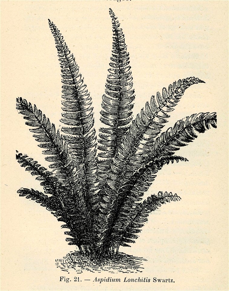 Correvon-1896-Fougères de pleine terre-21