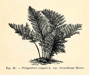 Correvon-1896-Fougères de pleine terre-48