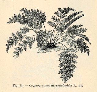 Correvon-1896-Fougères de pleine terre-33