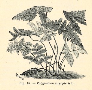 Correvon-1896-Fougères de pleine terre-45