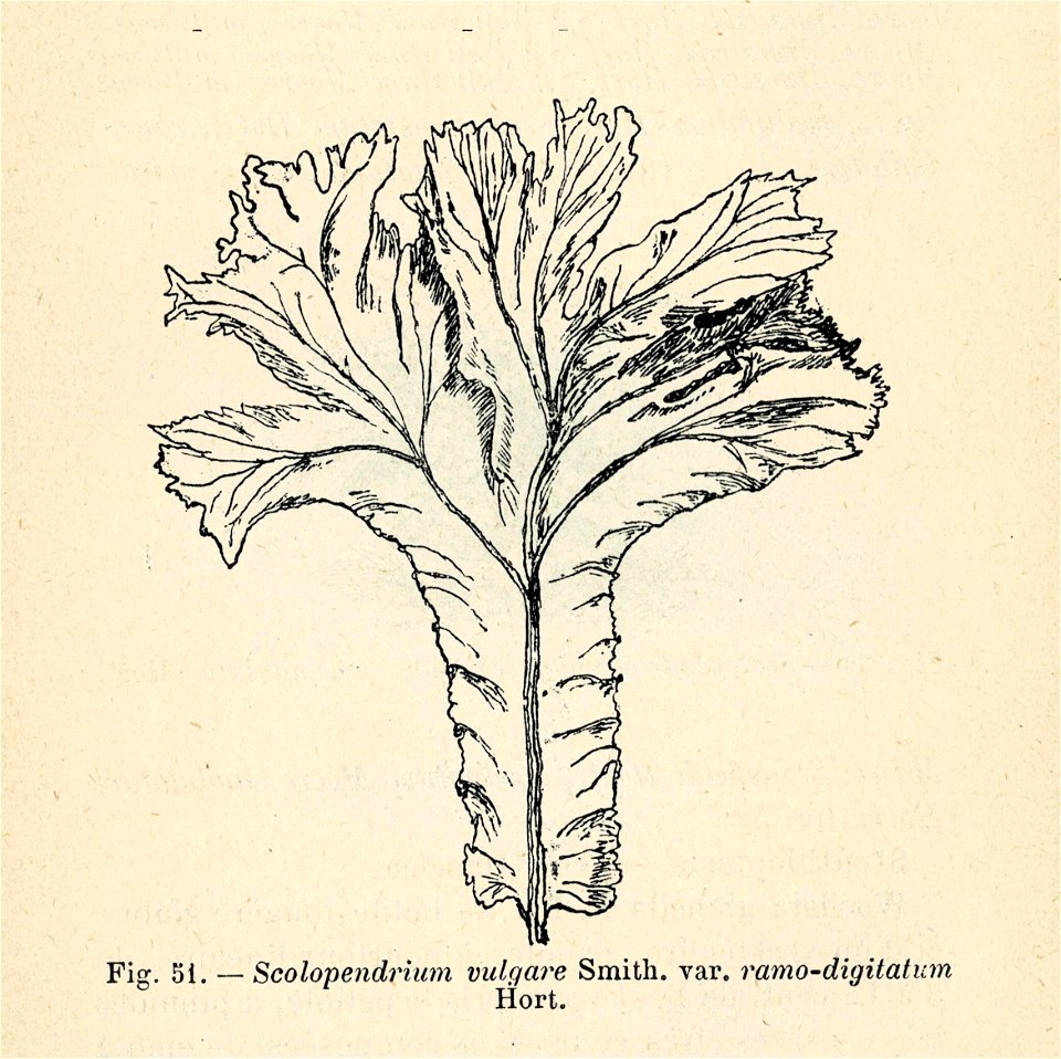 Correvon-1896-Fougères de pleine terre-51