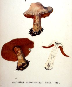 Cortinarius albo-violaceus — Flora Batava — Volume v20. Free illustration for personal and commercial use.