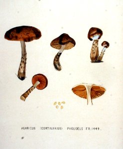 Cortinarius — Flora Batava — Volume v19