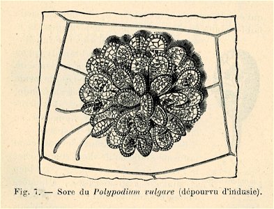 Correvon-1896-Fougères de pleine terre-07