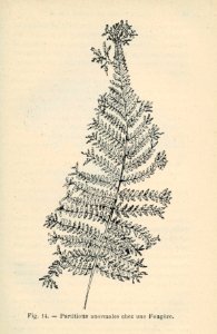 Correvon-1896-Fougères de pleine terre-14