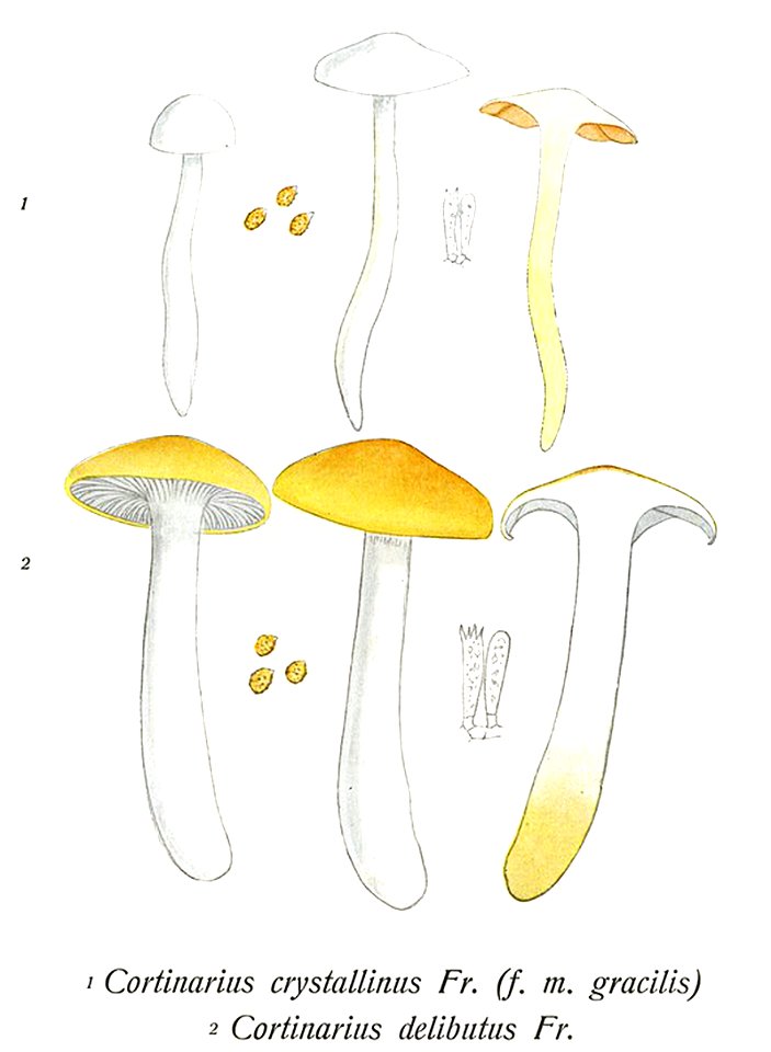 Cortinarius delibutus-Icon-Mycol.-Tab-631