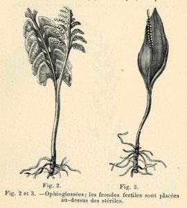 Correvon-1896-Fougères de pleine terre-02