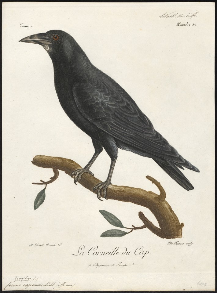 Corvus capensis - 1796-1808 - Print - Iconographia Zoologica - Special Collections University of Amsterdam - UBA01 IZ15700245