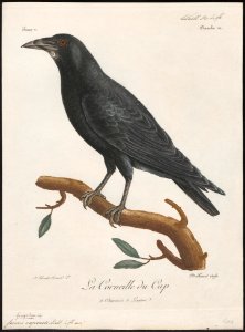 Corvus capensis - 1796-1808 - Print - Iconographia Zoologica - Special Collections University of Amsterdam - UBA01 IZ15700245