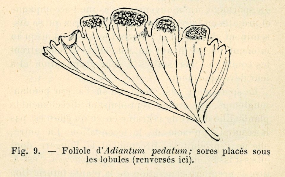 Correvon-1896-Fougères de pleine terre-09