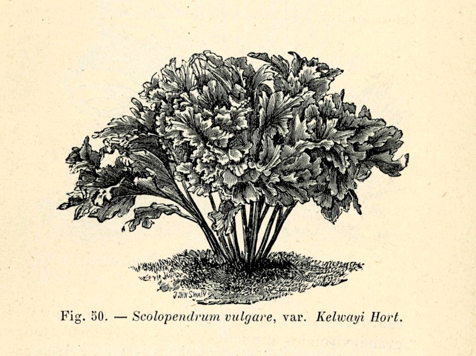 Correvon-1896-Fougères de pleine terre-50