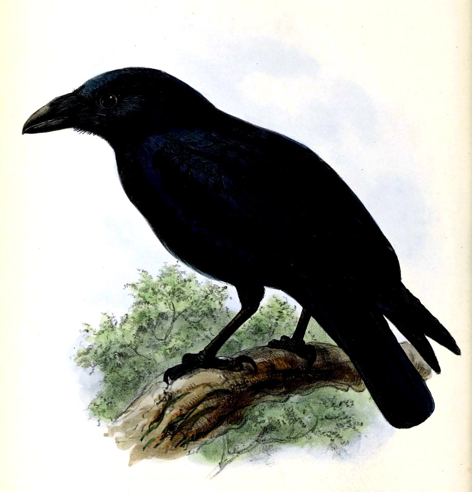 Corvus corax 1876