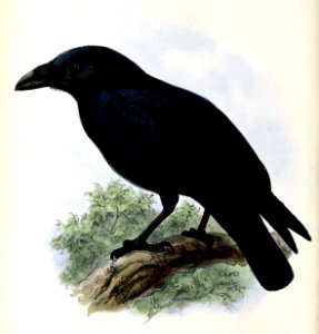 Corvus corax 1876