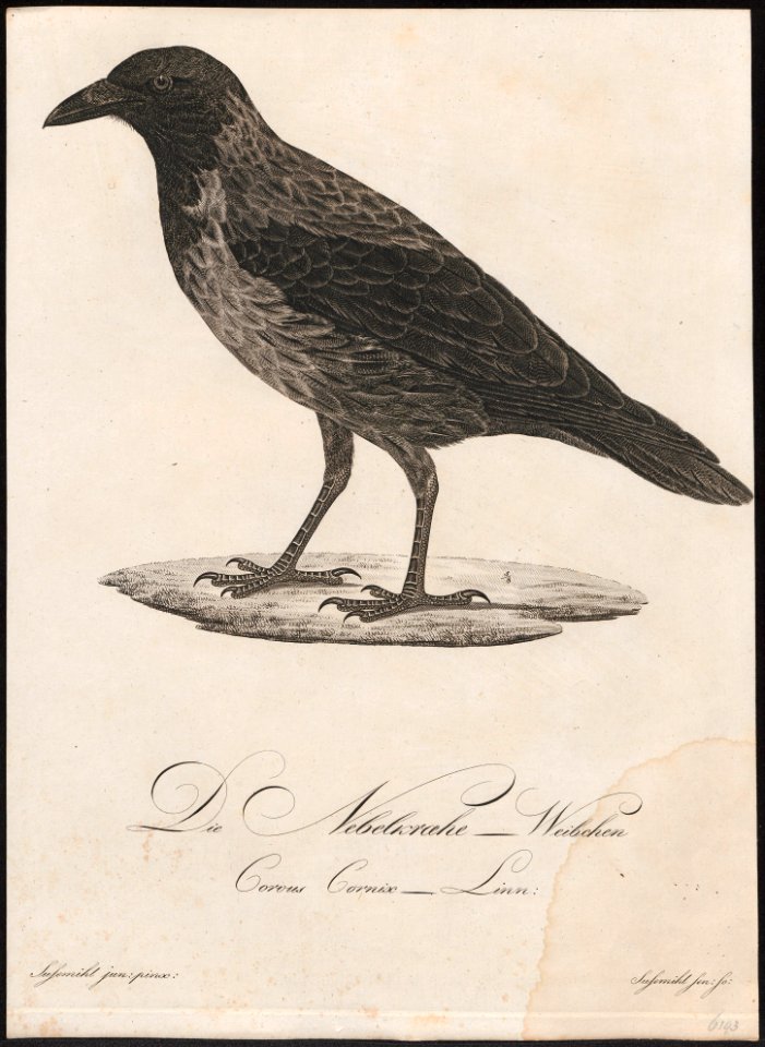 Corvus cornix - 1800-1812 - Print - Iconographia Zoologica - Special Collections University of Amsterdam - UBA01 IZ15700227