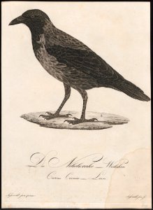 Corvus cornix - 1800-1812 - Print - Iconographia Zoologica - Special Collections University of Amsterdam - UBA01 IZ15700227. Free illustration for personal and commercial use.