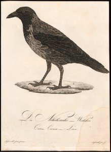 Corvus cornix - 1800-1812 - Print - Iconographia Zoologica - Special Collections University of Amsterdam - UBA01 IZ15700227