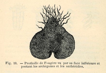 Correvon-1896-Fougères de pleine terre-10