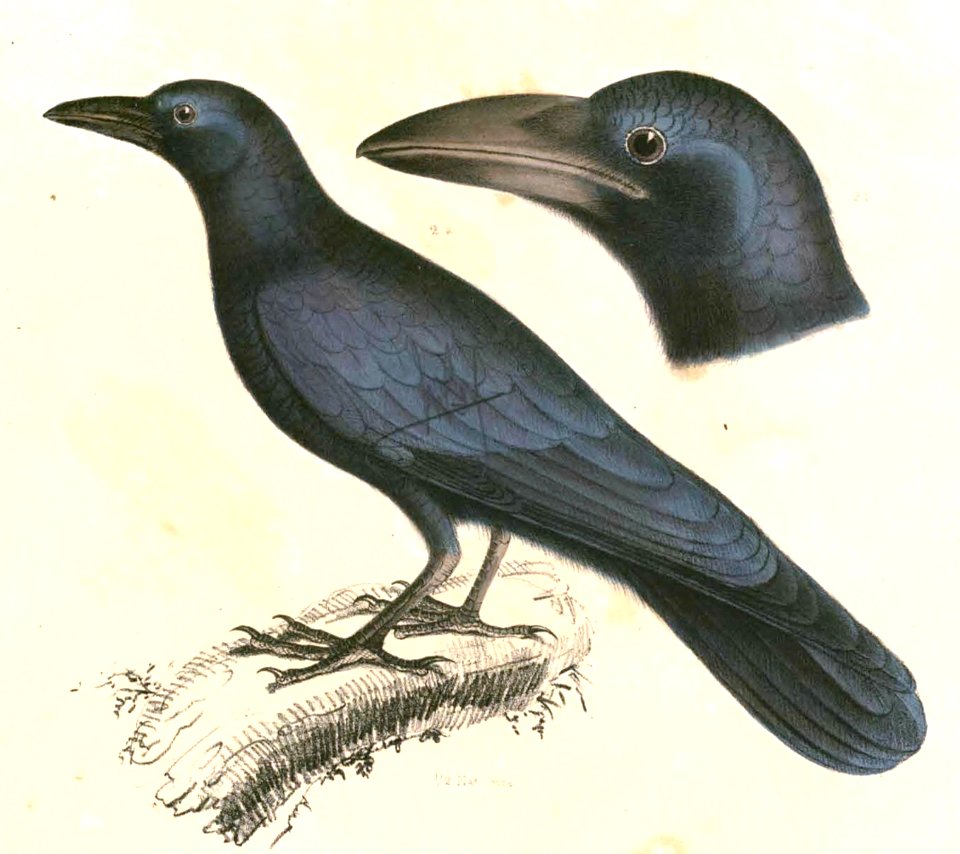 Corvus macrorhynchos Hardwicke