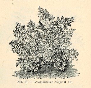 Correvon-1896-Fougères de pleine terre-34
