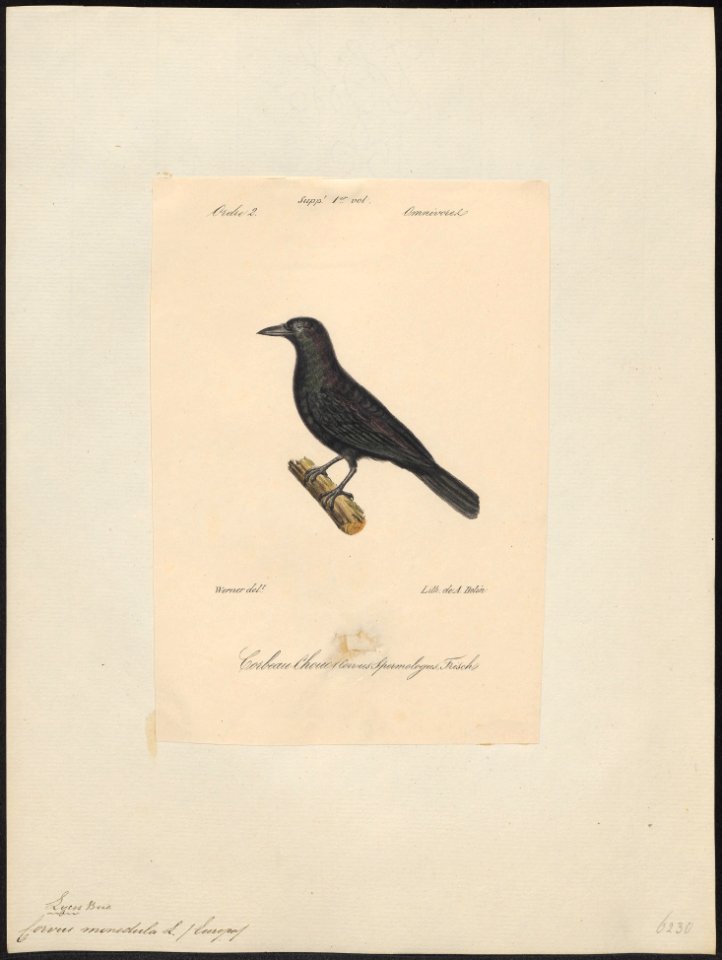 Corvus monedula - 1842-1848 - Print - Iconographia Zoologica - Special Collections University of Amsterdam - UBA01 IZ15700261