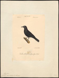 Corvus monedula - 1842-1848 - Print - Iconographia Zoologica - Special Collections University of Amsterdam - UBA01 IZ15700261