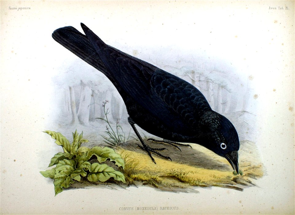 Corvus (Monedula) dauricus Fauna Japonica