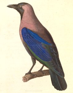 Corvus splendens 1838