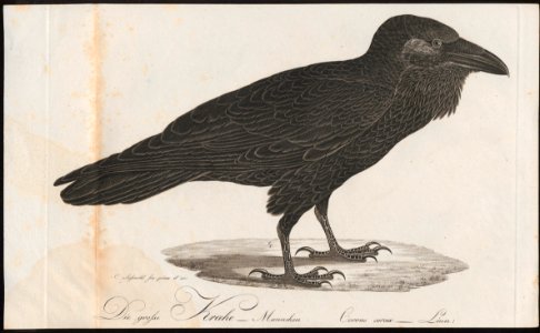 Corvus corax - 1800-1812 - Print - Iconographia Zoologica - Special Collections University of Amsterdam - UBA01 IZ15700197. Free illustration for personal and commercial use.