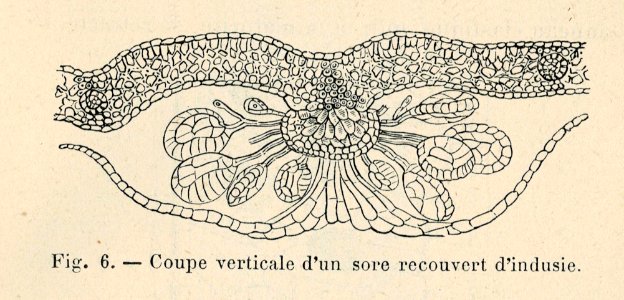 Correvon-1896-Fougères de pleine terre-06