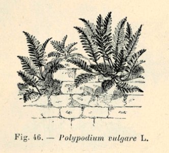 Correvon-1896-Fougères de pleine terre-46