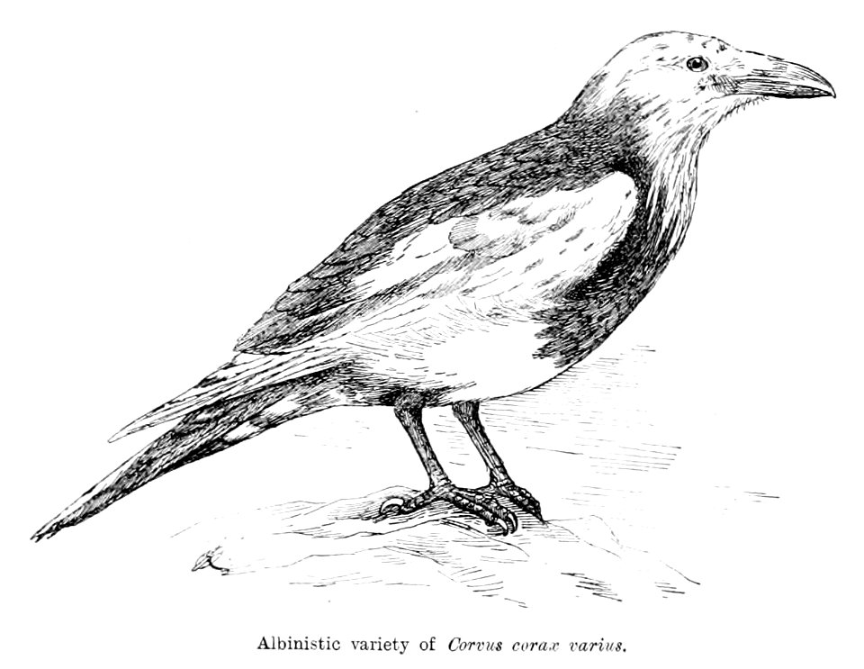 Corvus corax varius morpha leucophaeus 1901