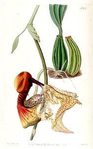 Coryanthes macrantha - Edwards vol 22 pl 1841 (1836)