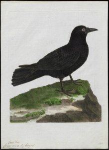 Corvus corone - 1790-1796 - Print - Iconographia Zoologica - Special Collections University of Amsterdam - UBA01 IZ15700215