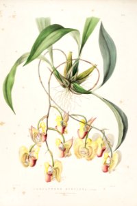 Coryanthes speciosa-Bateman Orch. Mex. Guat. pl. 36 (1842)
