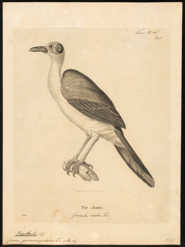 Corvus gymnocephalus - 1700-1880 - Print - Iconographia Zoologica - Special Collections University of Amsterdam - UBA01 IZ15700275