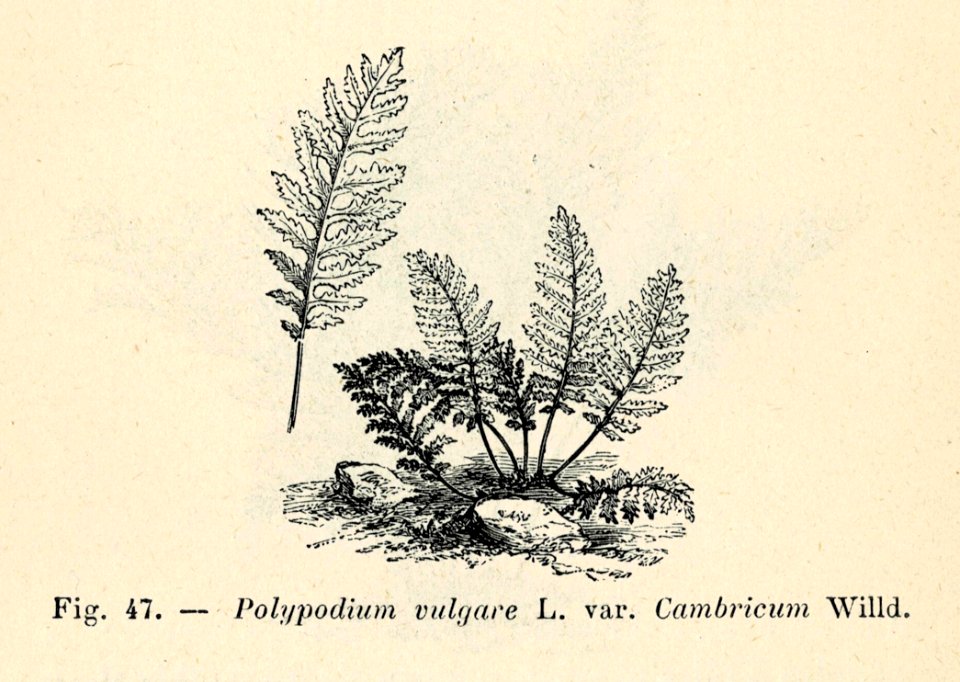 Correvon-1896-Fougères de pleine terre-47