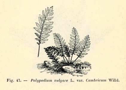 Correvon-1896-Fougères de pleine terre-47