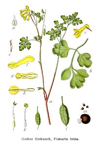 Corydalis lutea Sturm45 - clean - legend