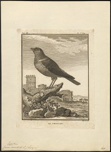 Corvus monedula - 1700-1880 - Print - Iconographia Zoologica - Special Collections University of Amsterdam - UBA01 IZ15700259