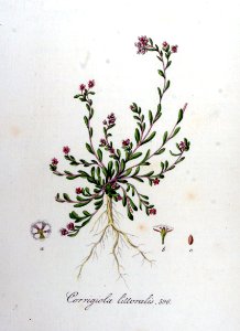 Corrigiola littoralis — Flora Batava — Volume v8. Free illustration for personal and commercial use.