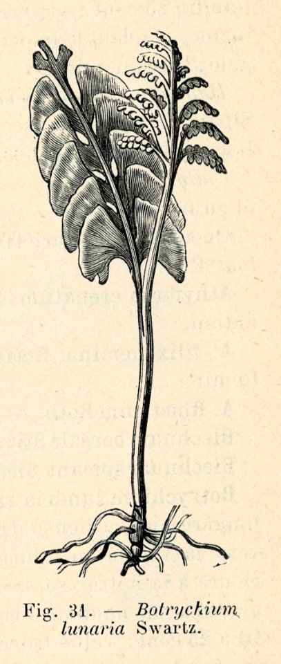 Correvon-1896-Fougères de pleine terre-31