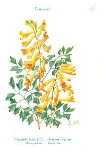 Corydalis-J.Eudes-29
